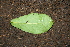  ( - BioBot00388)  @11 [ ] Copyright (2010) Unspecified Unspecified