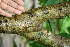  ( - BioBot00390)  @11 [ ] CreativeCommons - Attribution Non-Commercial Share-Alike (2010) Daniel H. Janzen Guanacaste Dry Forest Conservation Fund