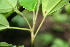  ( - BioBot00390)  @11 [ ] CreativeCommons - Attribution Non-Commercial Share-Alike (2010) Daniel H. Janzen Guanacaste Dry Forest Conservation Fund