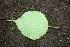  ( - BioBot00390)  @11 [ ] CreativeCommons - Attribution Non-Commercial Share-Alike (2010) Daniel H. Janzen Guanacaste Dry Forest Conservation Fund