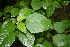  ( - BioBot00391)  @11 [ ] CreativeCommons - Attribution Non-Commercial Share-Alike (2010) Daniel H. Janzen Guanacaste Dry Forest Conservation Fund