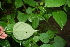  ( - BioBot00391)  @11 [ ] CreativeCommons - Attribution Non-Commercial Share-Alike (2010) Daniel H. Janzen Guanacaste Dry Forest Conservation Fund