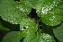  ( - BioBot00391)  @11 [ ] CreativeCommons - Attribution Non-Commercial Share-Alike (2010) Daniel H. Janzen Guanacaste Dry Forest Conservation Fund
