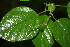  ( - BioBot00391)  @11 [ ] CreativeCommons - Attribution Non-Commercial Share-Alike (2010) Daniel H. Janzen Guanacaste Dry Forest Conservation Fund