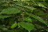 ( - BioBot00391)  @11 [ ] CreativeCommons - Attribution Non-Commercial Share-Alike (2010) Daniel H. Janzen Guanacaste Dry Forest Conservation Fund
