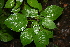  (Croton morifolius - BioBot00392)  @11 [ ] CreativeCommons - Attribution Non-Commercial Share-Alike (2010) Daniel H. Janzen Guanacaste Dry Forest Conservation Fund