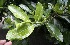  ( - BioBot00398)  @11 [ ] Copyright (2010) Unspecified Unspecified