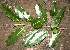  ( - BioBot00398)  @11 [ ] Copyright (2010) Unspecified Unspecified