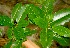  ( - BioBot00399)  @11 [ ] CreativeCommons - Attribution Non-Commercial Share-Alike (2010) Daniel H. Janzen Guanacaste Dry Forest Conservation Fund