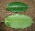 ( - BioBot00399)  @11 [ ] Copyright (2010) Unspecified Unspecified