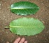  ( - BioBot00399)  @11 [ ] Copyright (2010) Unspecified Unspecified