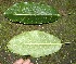  ( - BioBot00400)  @11 [ ] Copyright (2010) Unspecified Unspecified