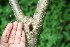  ( - BioBot00404)  @11 [ ] CreativeCommons - Attribution Non-Commercial Share-Alike (2010) Daniel H. Janzen Guanacaste Dry Forest Conservation Fund