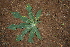 ( - BioBot00404)  @11 [ ] CreativeCommons - Attribution Non-Commercial Share-Alike (2010) Daniel H. Janzen Guanacaste Dry Forest Conservation Fund