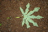  (Manihot aesculifolia - BioBot00404)  @11 [ ] CreativeCommons - Attribution Non-Commercial Share-Alike (2010) Daniel H. Janzen Guanacaste Dry Forest Conservation Fund