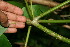  ( - BioBot00405)  @11 [ ] CreativeCommons - Attribution Non-Commercial Share-Alike (2010) Daniel H. Janzen Guanacaste Dry Forest Conservation Fund