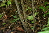  ( - BioBot00419)  @11 [ ] CreativeCommons - Attribution Non-Commercial Share-Alike (2010) Daniel H. Janzen Guanacaste Dry Forest Conservation Fund