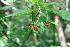 ( - BioBot00421)  @11 [ ] CreativeCommons - Attribution Non-Commercial Share-Alike (2010) Daniel H. Janzen Guanacaste Dry Forest Conservation Fund
