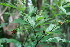  ( - BioBot00421)  @11 [ ] Copyright (2010) Unspecified Unspecified