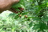  ( - BioBot00421)  @11 [ ] CreativeCommons - Attribution Non-Commercial Share-Alike (2010) Daniel H. Janzen Guanacaste Dry Forest Conservation Fund