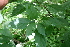  ( - BioBot00421)  @11 [ ] CreativeCommons - Attribution Non-Commercial Share-Alike (2010) Daniel H. Janzen Guanacaste Dry Forest Conservation Fund