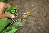  ( - BioBot00421)  @11 [ ] CreativeCommons - Attribution Non-Commercial Share-Alike (2010) Daniel H. Janzen Guanacaste Dry Forest Conservation Fund