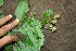  ( - BioBot00421)  @11 [ ] CreativeCommons - Attribution Non-Commercial Share-Alike (2010) Daniel H. Janzen Guanacaste Dry Forest Conservation Fund