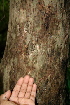  ( - BioBot00428)  @11 [ ] Copyright (2010) Unspecified Unspecified