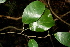  ( - BioBot00436)  @11 [ ] CreativeCommons - Attribution Non-Commercial Share-Alike (2010) Daniel H. Janzen Guanacaste Dry Forest Conservation Fund