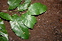  ( - BioBot00436)  @11 [ ] CreativeCommons - Attribution Non-Commercial Share-Alike (2010) Daniel H. Janzen Guanacaste Dry Forest Conservation Fund