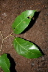  ( - BioBot00436)  @11 [ ] CreativeCommons - Attribution Non-Commercial Share-Alike (2010) Daniel H. Janzen Guanacaste Dry Forest Conservation Fund