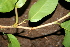  ( - BioBot00436)  @11 [ ] CreativeCommons - Attribution Non-Commercial Share-Alike (2010) Daniel H. Janzen Guanacaste Dry Forest Conservation Fund