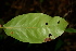  ( - BioBot00437)  @11 [ ] CreativeCommons - Attribution Non-Commercial Share-Alike (2010) Daniel H. Janzen Guanacaste Dry Forest Conservation Fund