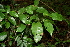  ( - BioBot00437)  @11 [ ] Copyright (2010) Unspecified Unspecified