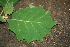  ( - BioBot00447)  @11 [ ] Copyright (2010) Unspecified Unspecified