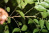  ( - BioBot00457)  @11 [ ] CreativeCommons - Attribution Non-Commercial Share-Alike (2010) Daniel H. Janzen Guanacaste Dry Forest Conservation Fund