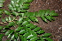  ( - BioBot00457)  @11 [ ] CreativeCommons - Attribution Non-Commercial Share-Alike (2010) Daniel H. Janzen Guanacaste Dry Forest Conservation Fund