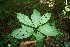  ( - BioBot00458)  @11 [ ] CreativeCommons - Attribution Non-Commercial Share-Alike (2010) Daniel H. Janzen Guanacaste Dry Forest Conservation Fund