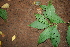  ( - BioBot00458)  @11 [ ] CreativeCommons - Attribution Non-Commercial Share-Alike (2010) Daniel H. Janzen Guanacaste Dry Forest Conservation Fund