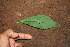  ( - BioBot00458)  @11 [ ] CreativeCommons - Attribution Non-Commercial Share-Alike (2010) Daniel H. Janzen Guanacaste Dry Forest Conservation Fund