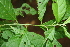  (Asteraceae Espinoza5656 - BioBot00460)  @13 [ ] CreativeCommons - Attribution Non-Commercial Share-Alike (2010) Daniel H. Janzen Guanacaste Dry Forest Conservation Fund