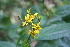  (Lasianthaea fruticosa - BioBot00461)  @11 [ ] CreativeCommons - Attribution Non-Commercial Share-Alike (2010) Daniel H. Janzen Guanacaste Dry Forest Conservation Fund