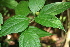  ( - BioBot00462)  @11 [ ] CreativeCommons - Attribution Non-Commercial Share-Alike (2010) Daniel H. Janzen Guanacaste Dry Forest Conservation Fund