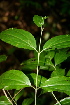  ( - BioBot00466)  @11 [ ] CreativeCommons - Attribution Non-Commercial Share-Alike (2010) Daniel H. Janzen Guanacaste Dry Forest Conservation Fund