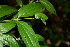  ( - BioBot00466)  @11 [ ] CreativeCommons - Attribution Non-Commercial Share-Alike (2010) Daniel H. Janzen Guanacaste Dry Forest Conservation Fund