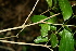  ( - BioBot00466)  @11 [ ] CreativeCommons - Attribution Non-Commercial Share-Alike (2010) Daniel H. Janzen Guanacaste Dry Forest Conservation Fund