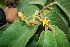  ( - BioBot00467)  @11 [ ] CreativeCommons - Attribution Non-Commercial Share-Alike (2010) Daniel H. Janzen Guanacaste Dry Forest Conservation Fund