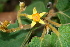  ( - BioBot00467)  @11 [ ] CreativeCommons - Attribution Non-Commercial Share-Alike (2010) Daniel H. Janzen Guanacaste Dry Forest Conservation Fund