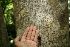  ( - BioBot00468)  @11 [ ] CreativeCommons - Attribution Non-Commercial Share-Alike (2010) Daniel H. Janzen Guanacaste Dry Forest Conservation Fund