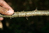  ( - BioBot00479)  @11 [ ] CreativeCommons - Attribution Non-Commercial Share-Alike (2010) Daniel H. Janzen Guanacaste Dry Forest Conservation Fund